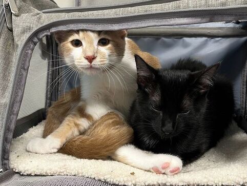 CAT-IN-THE-BAG COZY Cat-In-The-Bag Cozy Comfort Carrier X-Small Light Blue Cat  Bag Pet Carrier For Grooming, Vet Visits, Medication Administration
